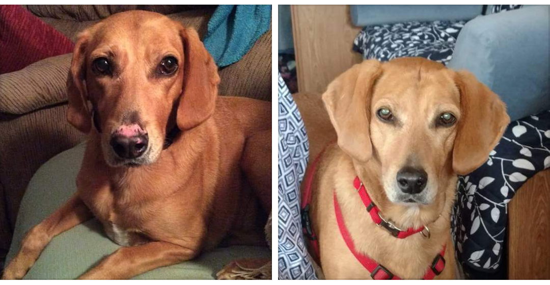Hond voor en na golden paste 