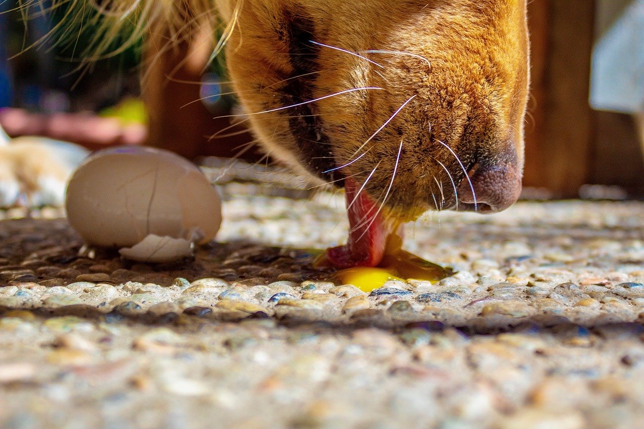 Recensent Verouderd Groet Eieren voor de hond | Voerwijzer.com