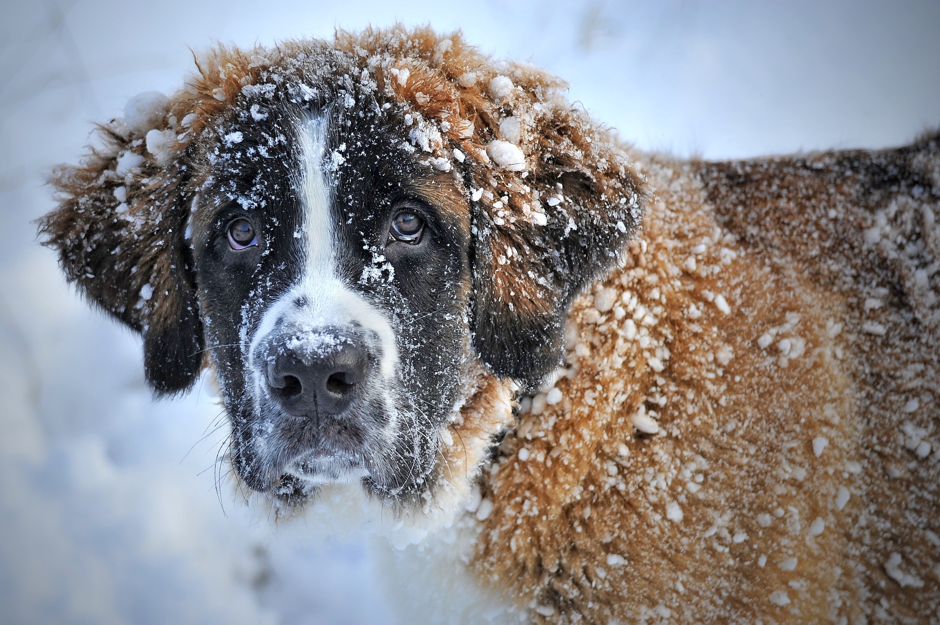 Gezicht omhoog scheidsrechter Nathaniel Ward Royal Canin Giant hondenbrokken - betere alternatieven voor grote rassen |  Voerwijzer.com