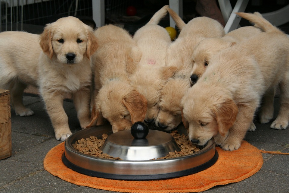 bericht rand Goneryl Zo kies je goede puppybrokken | Voerwijzer.com